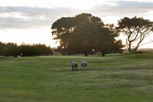 Waverley 1st Green